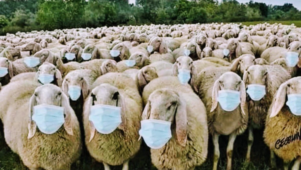 mask masks sheep